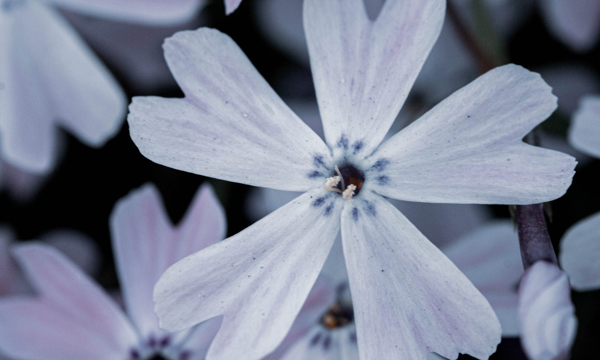 blue.. ode to&nbsp;you.