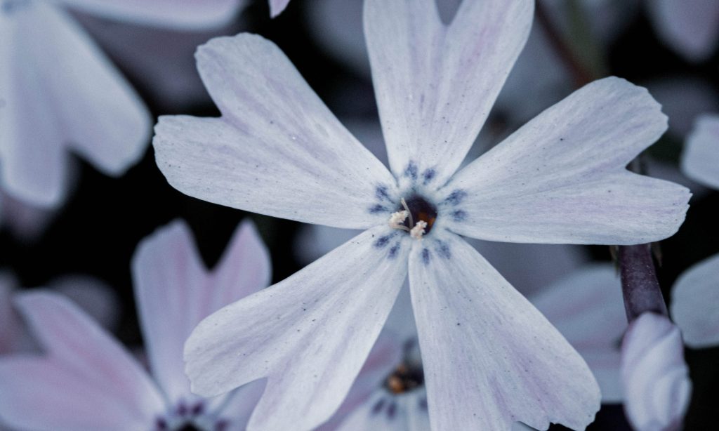 blue.. ode to&nbsp;you.