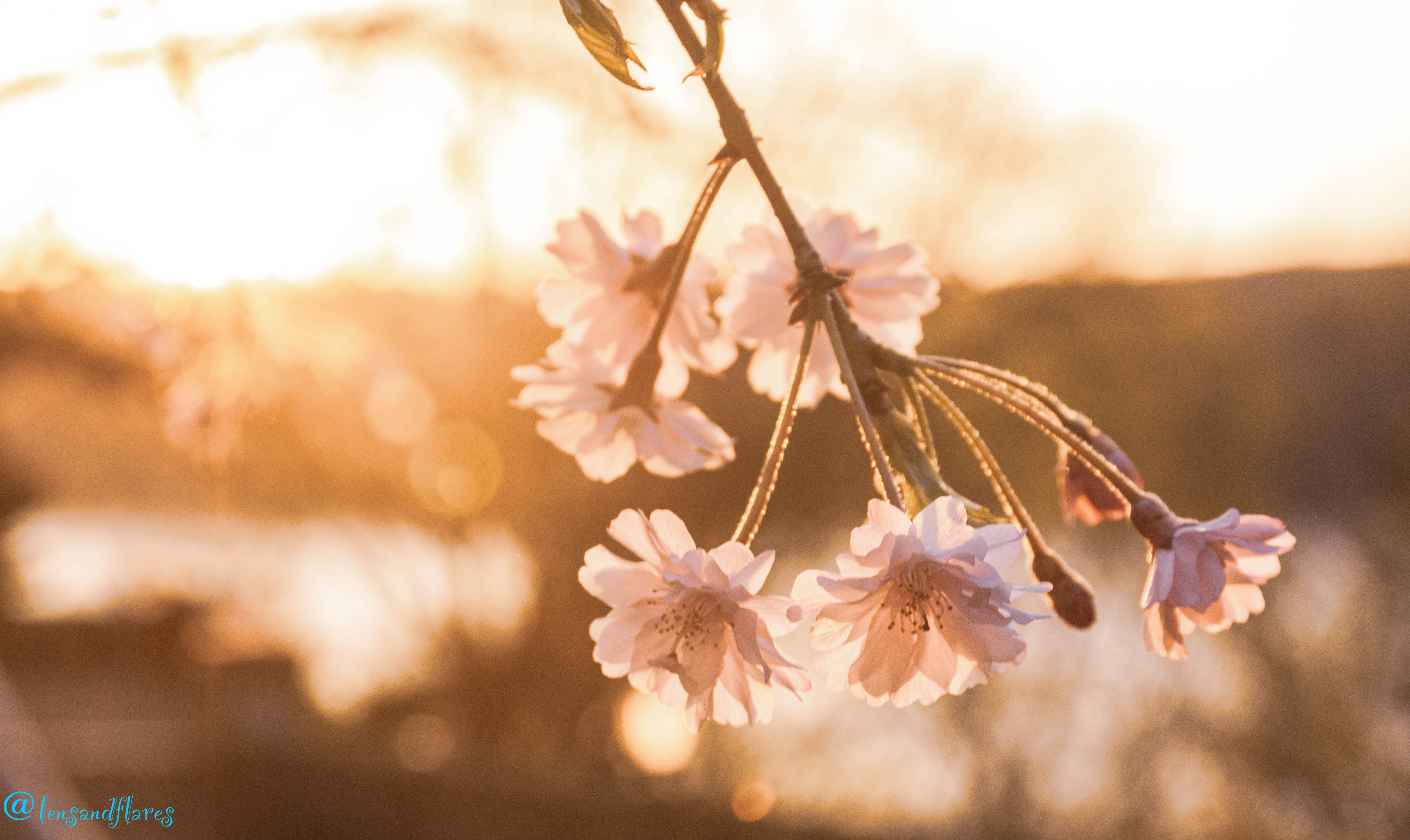 सपनाका यथार्थहरू।