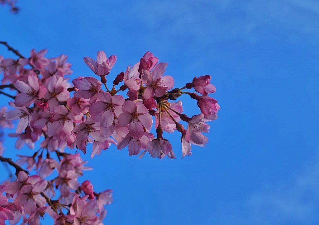 she is not here- but she is&nbsp;everywhere.