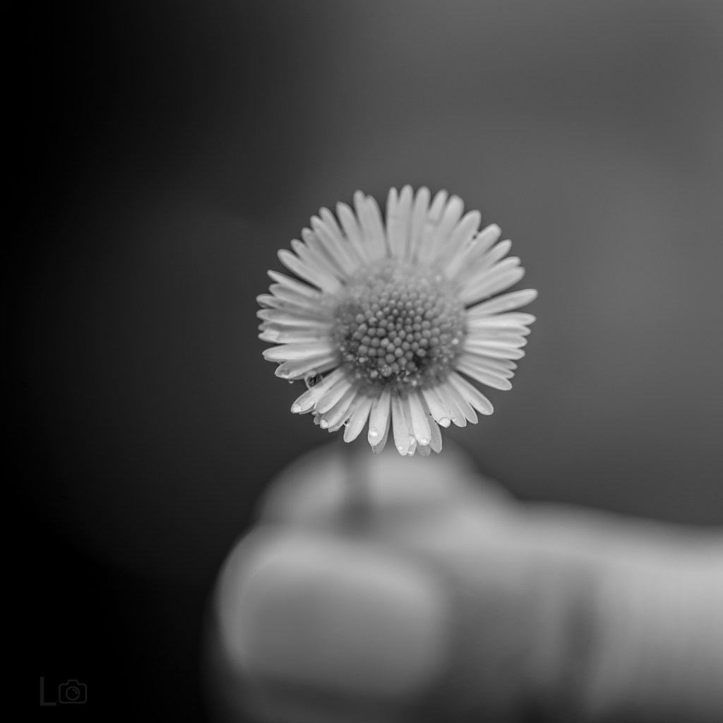 म, तिमी, हामी