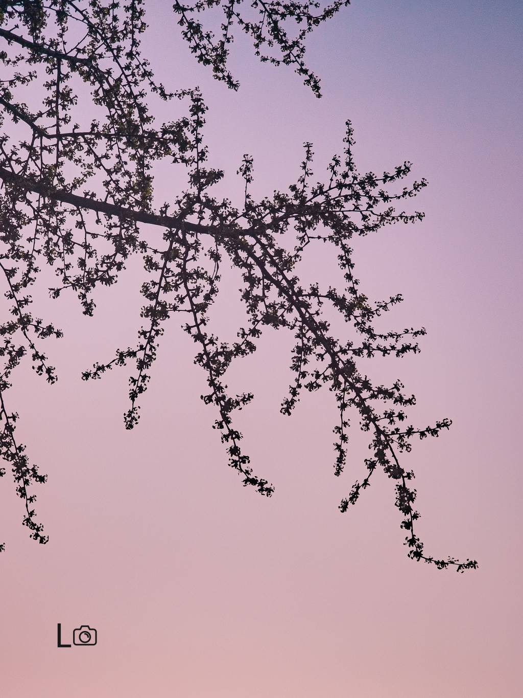 अनुत्तरित खल्दुलीहरू।