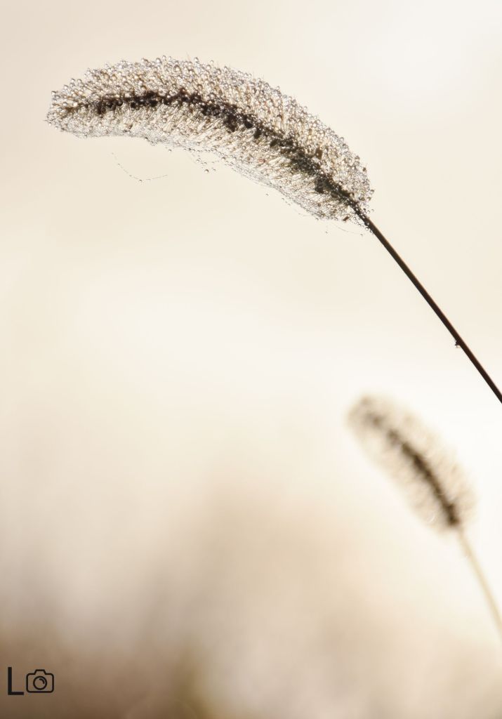 Dear you, I hope&nbsp;you.