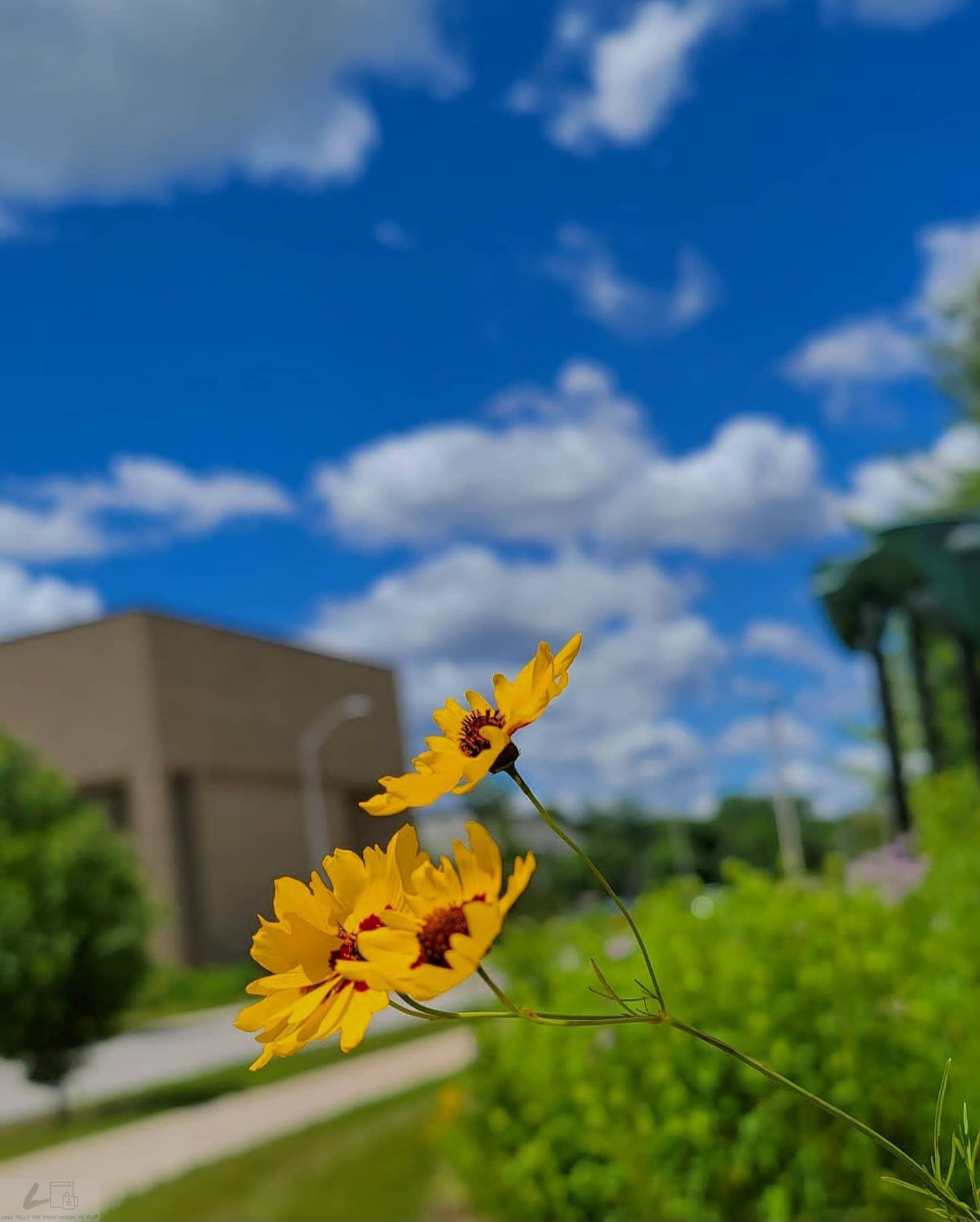 मौन प्रतिबिम्ब