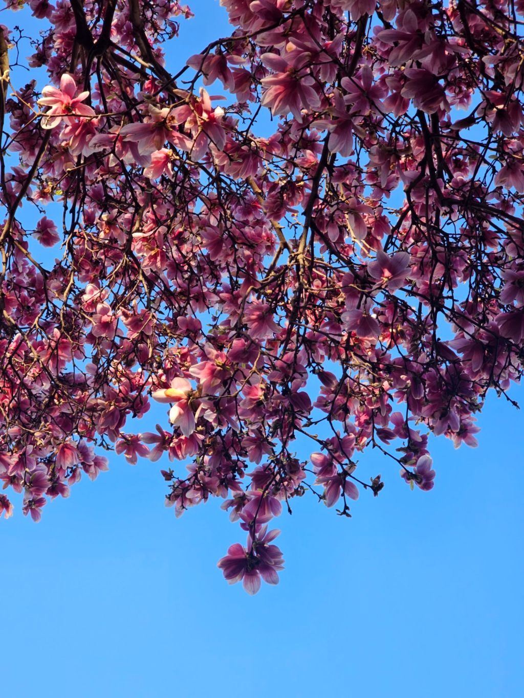 बुद्ध वाज बर्न इन&nbsp;नेपाल।