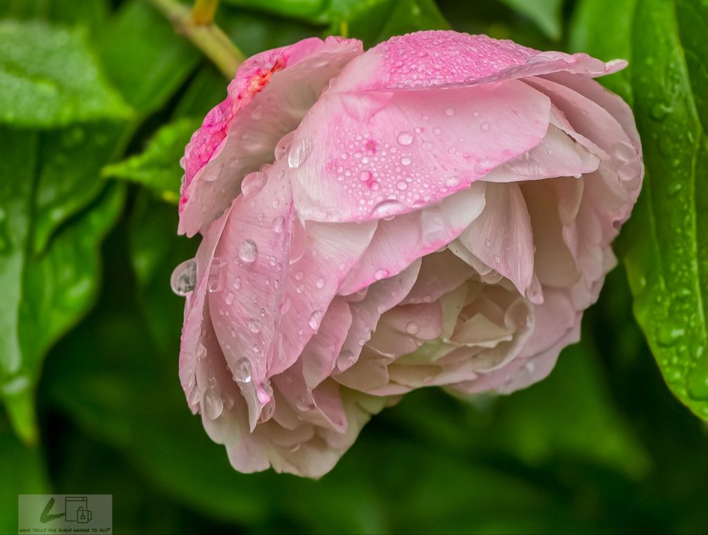 echoes of faded&nbsp;love.