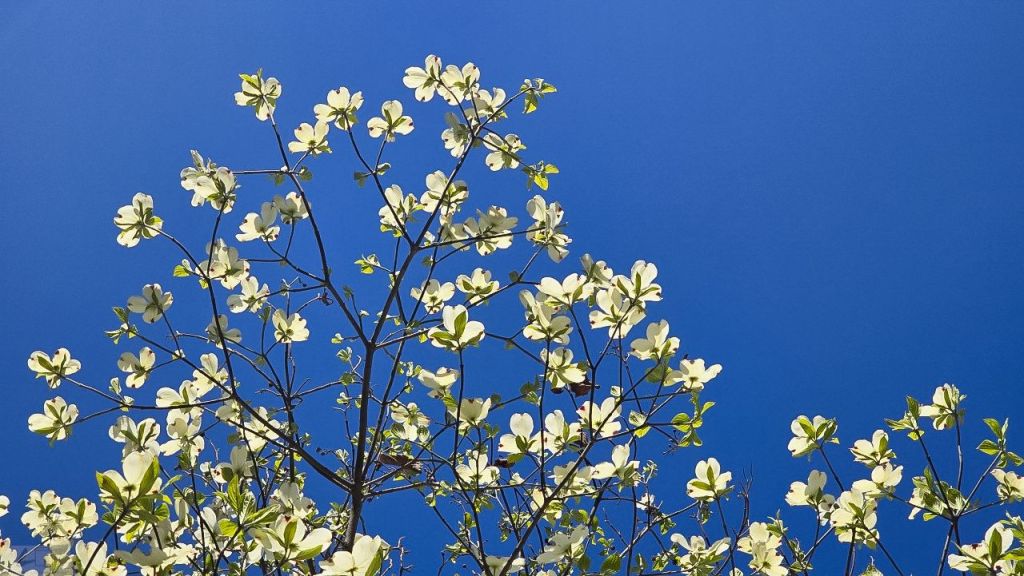 मौनताको चिसो