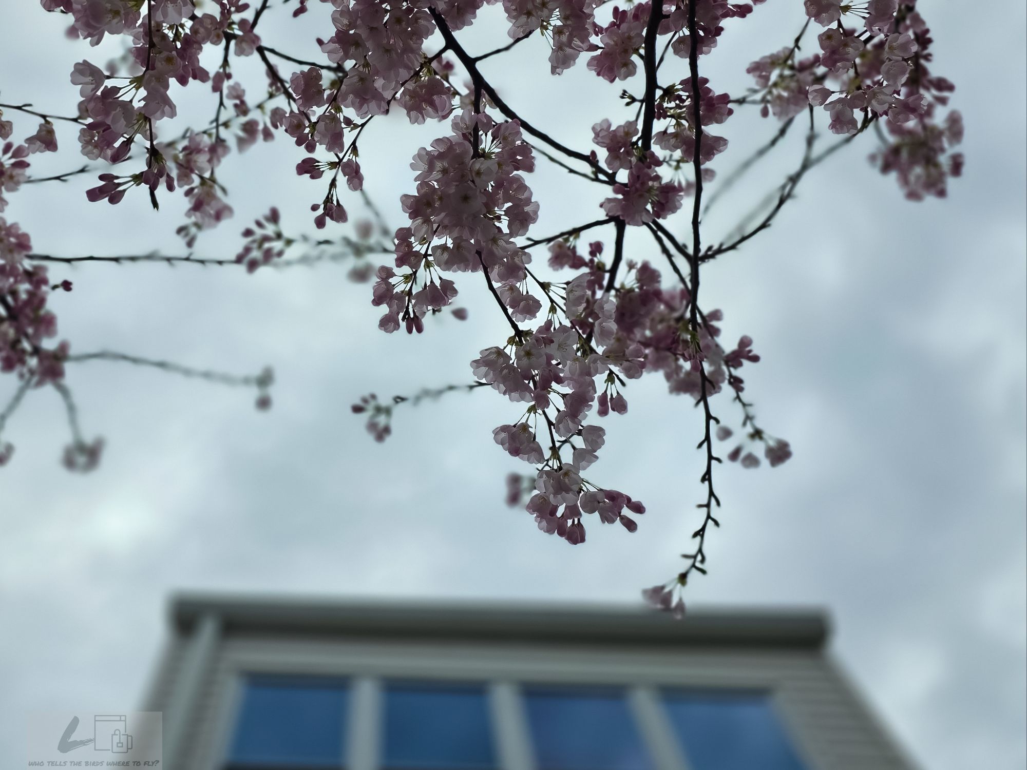 अन्तरेको कथा: माओवादी कसरी बन्नुपर्‍यो, कसरी माओवादीले&nbsp;बिर्सियो?