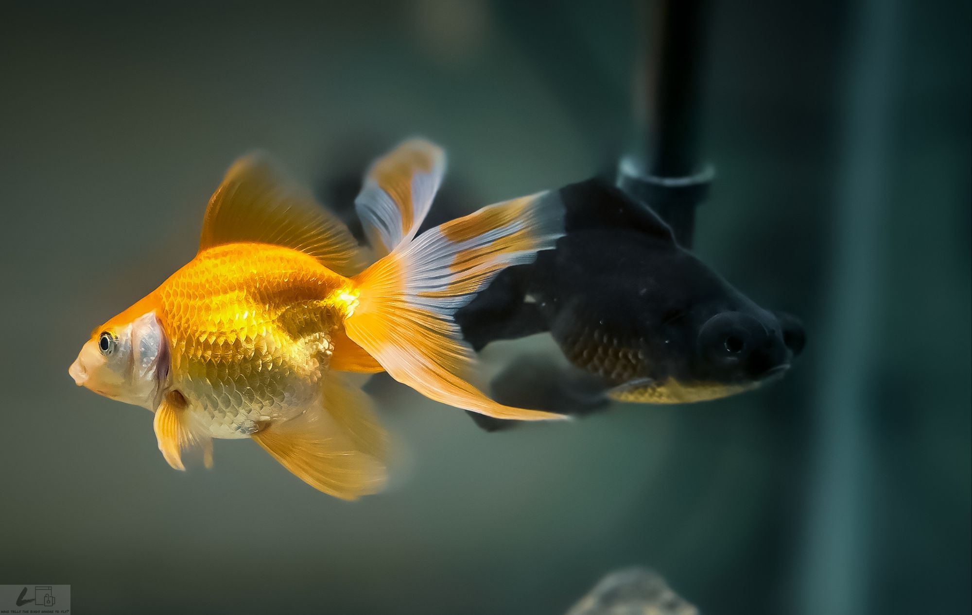 वाद्यहरूको विरोध संगित