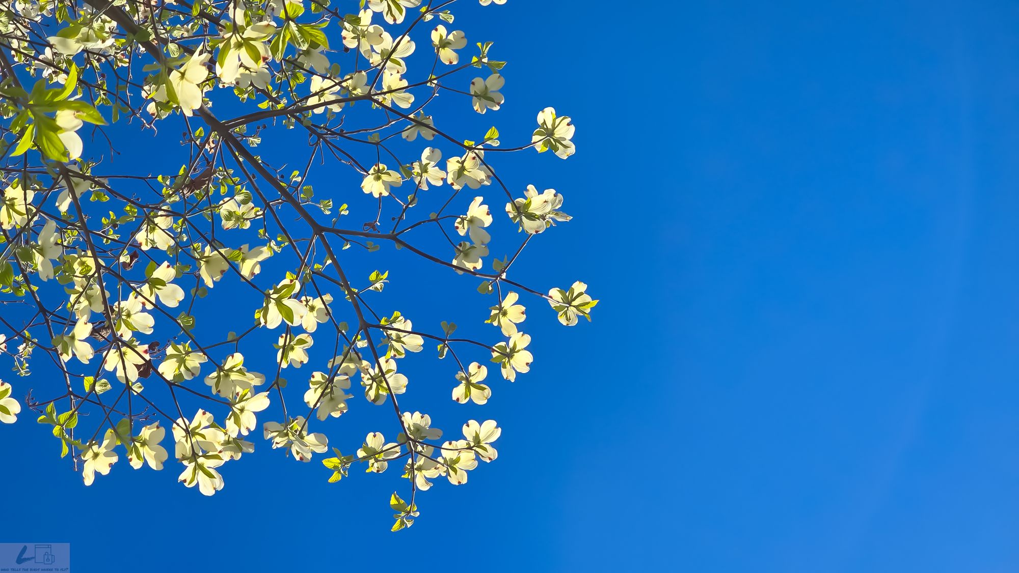 The Name I once&nbsp;wore