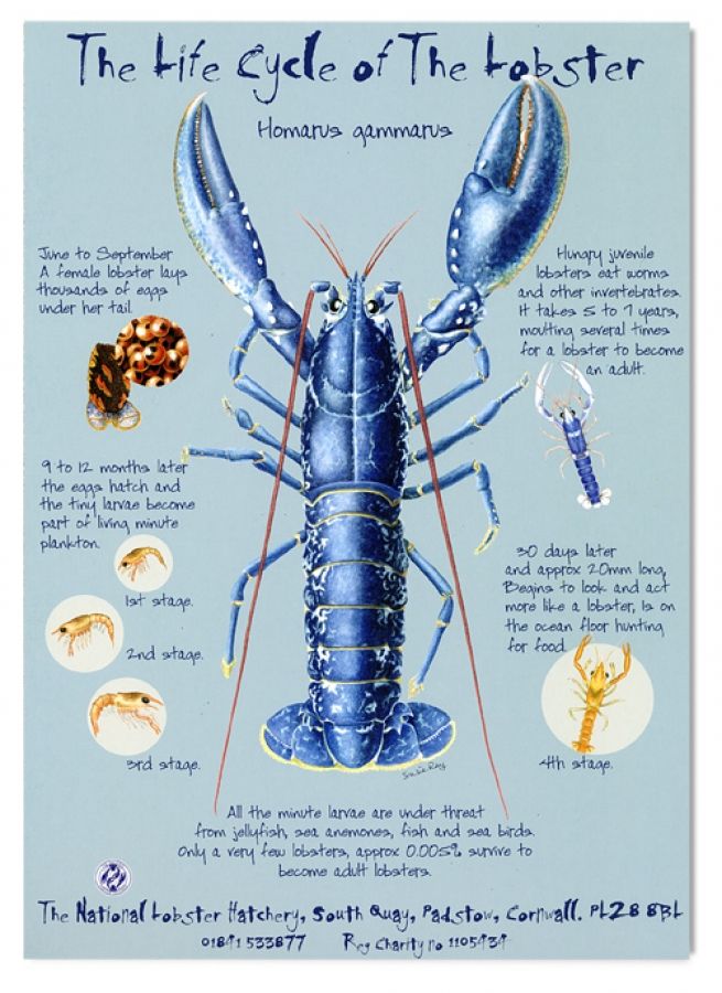 Lifecycle of Lobster