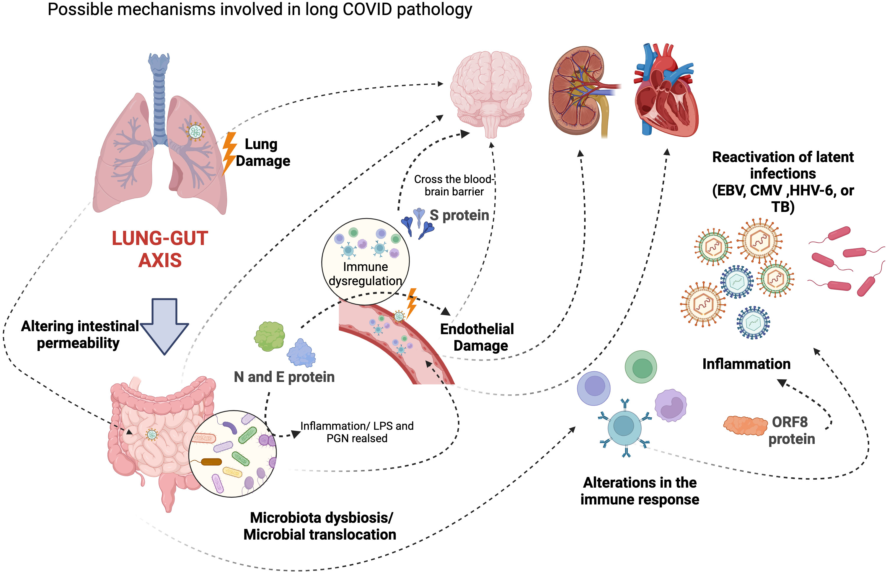 COVID-19: The Biological Process of SARS-CoV2 Infection and the Deepening Question of Long&nbsp;COVID.