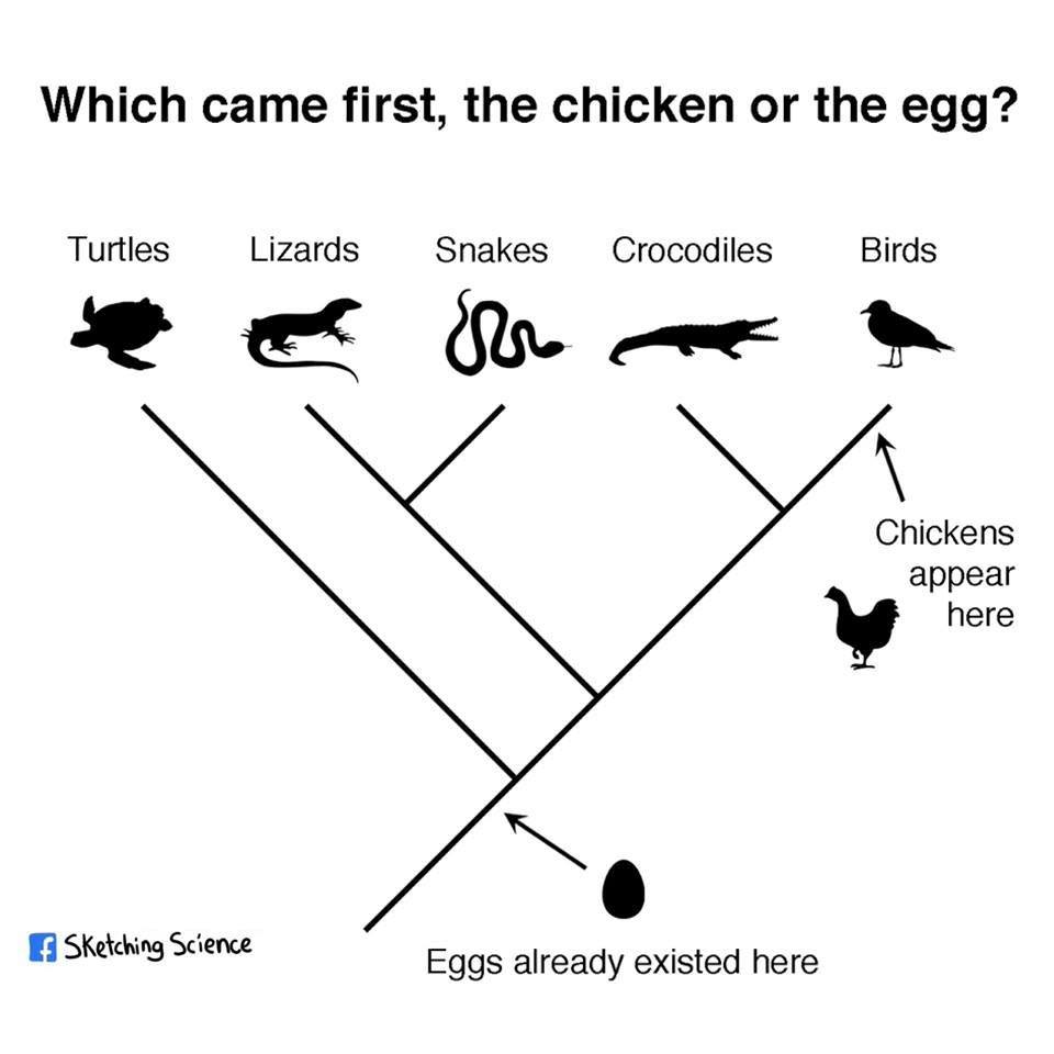 A visual representation of the evolutionary transition, showing that egg-laying is an ancient biological process.