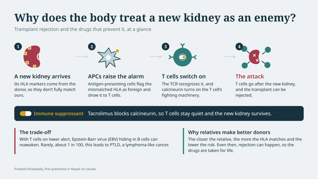 Why does our Body Treat New Kidney as Enemy?