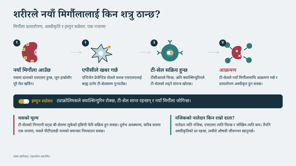 मिर्गौला प्रत्यारोपणपछि शरीरले नयाँ मिर्गौलालाई किन आक्रमण गर्छ र ट्याक्रोलिमसले कसरी रोक्छ: एक नजरमा।